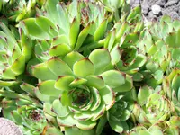 Sempervivum2.webp
