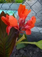 Tali.webp