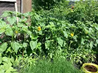 2014-07-12 Sonnenblumen-Hecke.webp