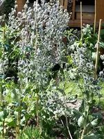 2014-07-12    Blaue Edeldistel.webp