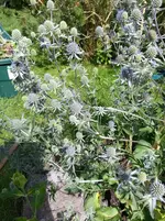 2014-07-12     Blaue Farbe kommt.webp