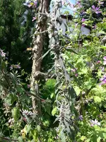 2014-07-12 Herzgespann Wilde Malve.webp