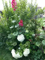 2014-07-12 Annabell Stockrose.webp