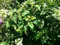 2014-07-12 Eichenblättrige Hortensie.webp