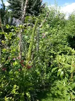 2014-07-12 Wildpflanzen.webp