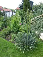 2014-07-12 Yuccas kommen.webp