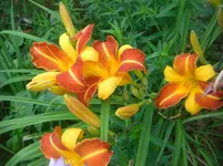 CIMG2996.webp