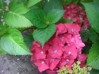 CIMG3001.webp