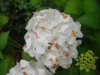 CIMG3002.webp