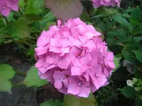 CIMG2999.webp