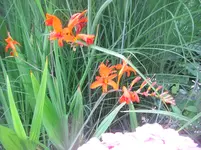 CIMG3000.webp