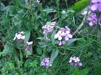 CIMG3005.webp