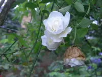 CIMG3007.webp