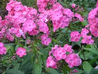 CIMG3008.webp