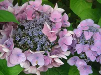 CIMG3009.webp