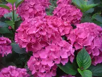 CIMG3010.webp