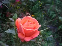 CIMG3017.webp