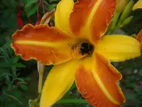 CIMG3019.webp
