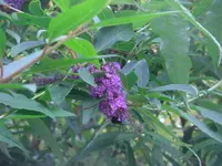 CIMG3023.webp