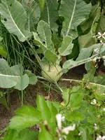 SAM_0417.webp
