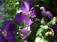 SAM_4942.webp