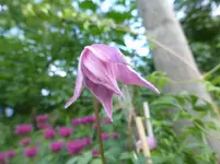 P1150384.webp