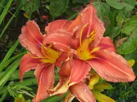 crimson pirat sä._1024x768.webp