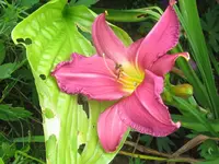 hildegard_1024x768.webp