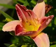pointerpoet.webp
