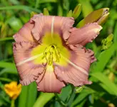 vornebeioma.webp
