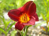 DSCN8991.webp