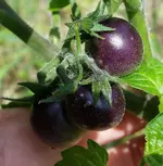 blue_boar_berries.webp