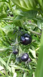 indigo_rose.webp
