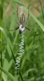 spinne.webp