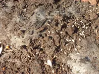 SAM_4964.webp