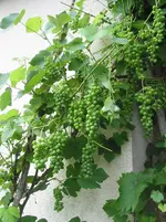 wein 001.webp