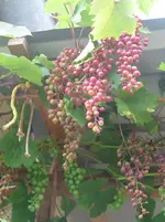 wein 002.webp