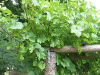 wein 003.webp