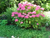 SAM_4955.webp