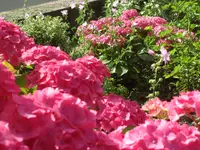 SAM_4968.webp