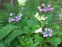 SAM_4953.webp