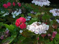 SAM_4960.webp