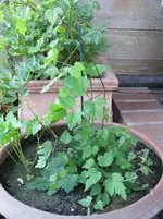 IMG_0507.webp