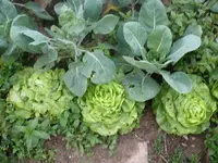 Kopfsalat.webp