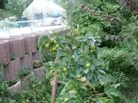 Obstbäume Nashi.webp
