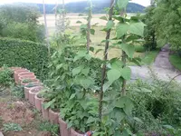 Bohnen.webp
