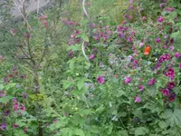 Wildwiese.webp
