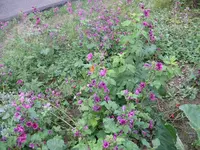 Wildwiese1.webp