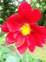image.webp
