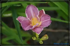 Entrapent.webp